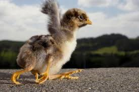 Four-legged chicken surprises people
