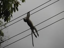 Monkey electrocuted, environmentalist perform last rites